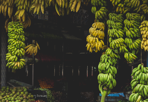 as bananas são as frutas mais consumidas do mundo